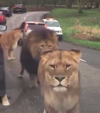 Yikes! They own that road.