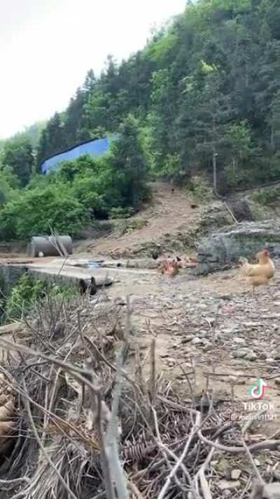 A peep of chickens appear from the woods 
