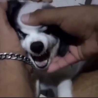 idiota