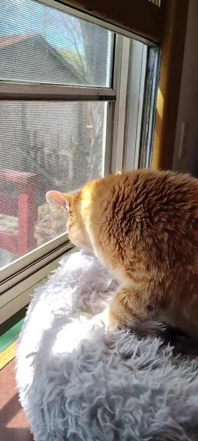 Moving biscuits