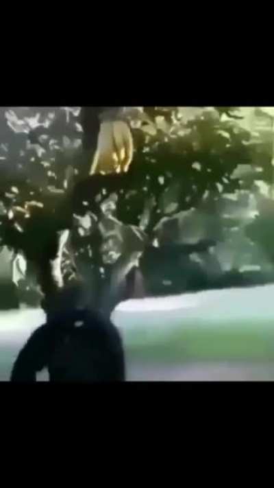 Monkey Struggles