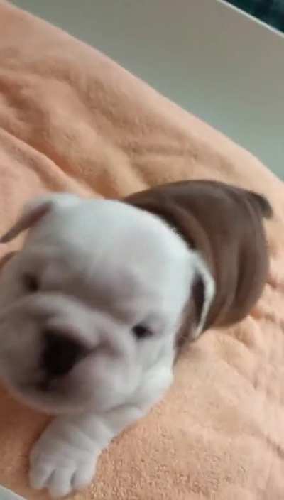 Little munch 