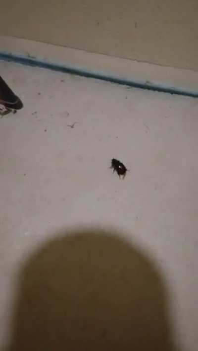 Everybody gansta till the bug spreads its wings.