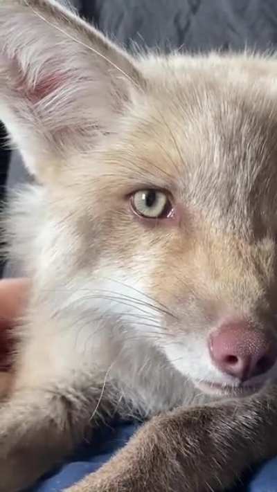 Yay cyclops foxxo!