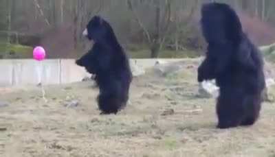Bears playing with a balloon