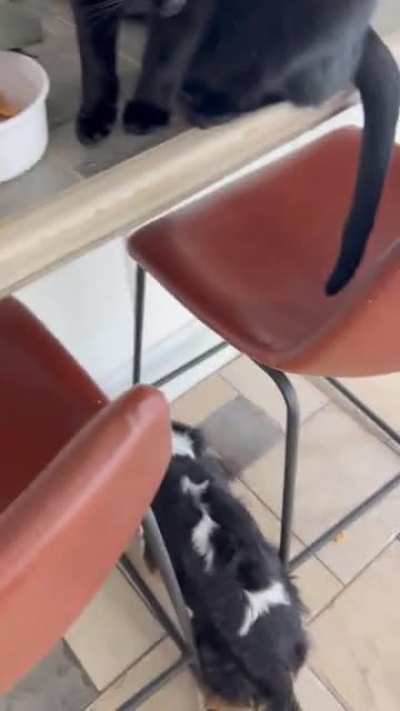 Some treats for you, doggo