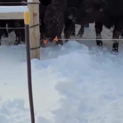 Clever cow outsmarts electric fence