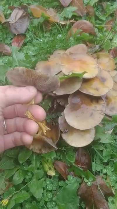 Candy Caps?