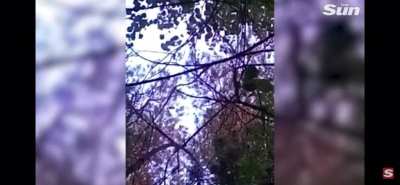 Man Kicks Bear, Almost Becomes Lunch