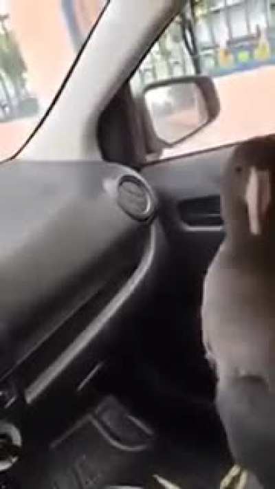 Los gringos apenas conocen este clásico