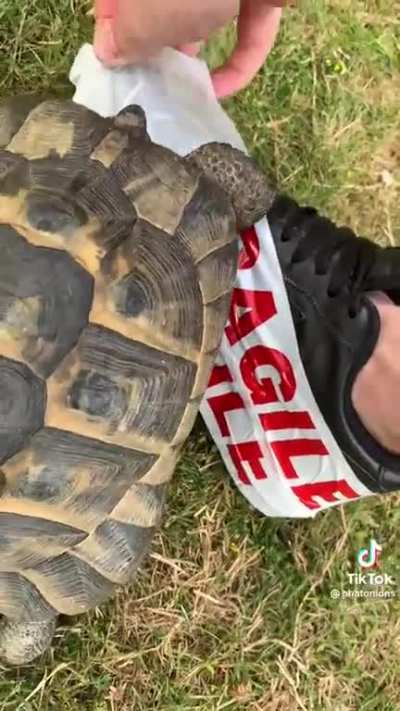 This tortoises strange reaction to the darker coloured material