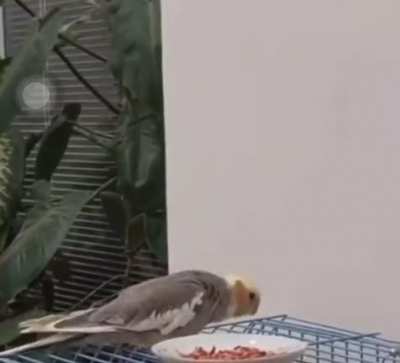 Cute parrot saying 