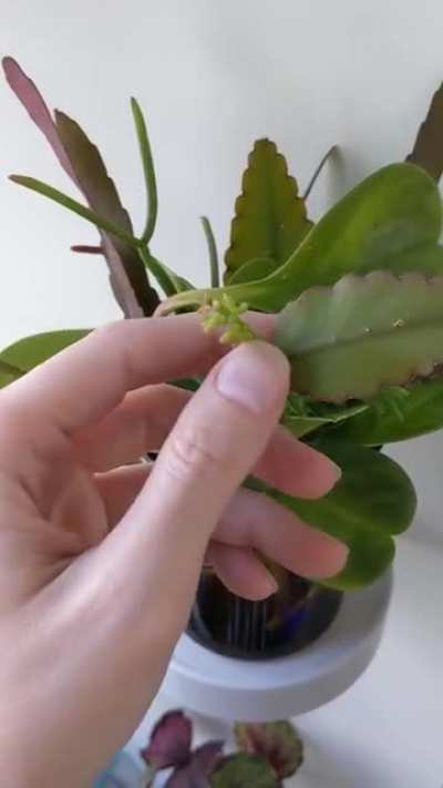 Video tour of my propogation set-up.
