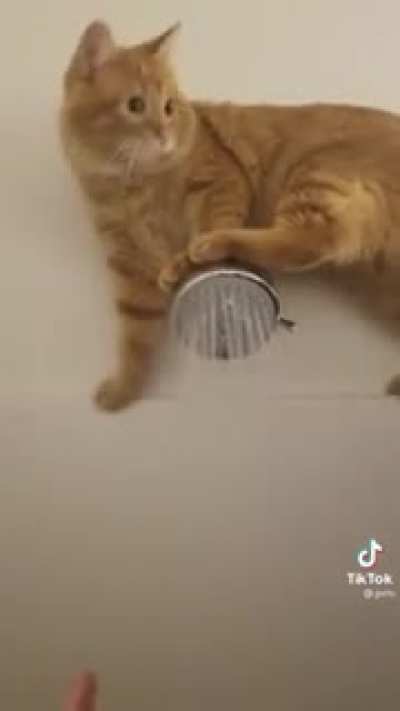Shower repair kitty! 🚿 🧼
