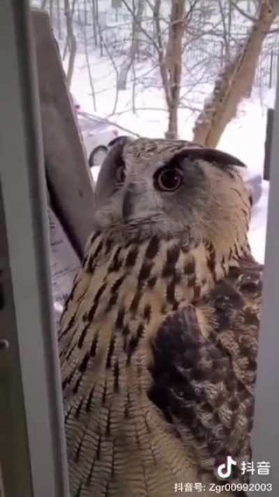 Is that an owl? WTF! Was that a cat? WTF!