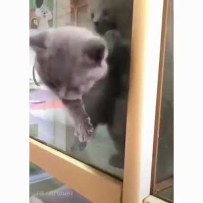 Small hole vs kitty