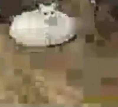 gato fachero