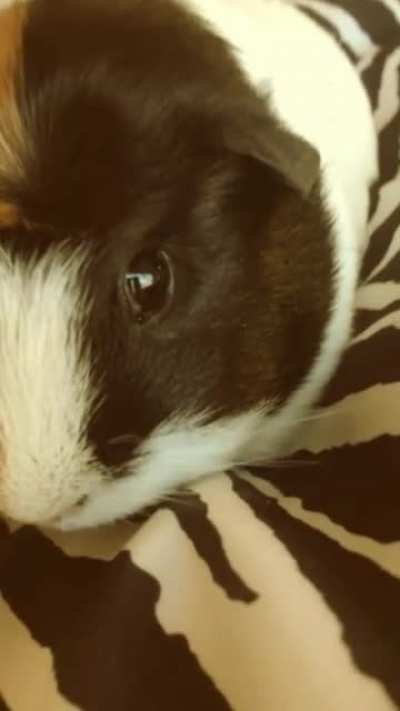3d saul goodman but with my guinea pig