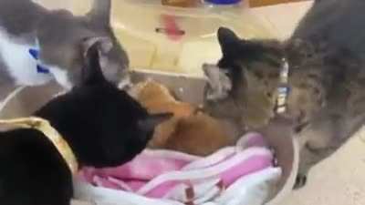 The newcomer was welcomed warmly