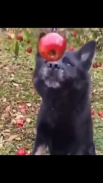 Perro desactivado 