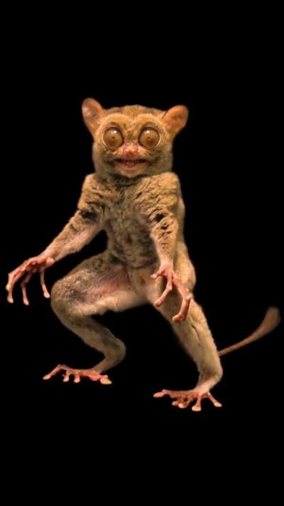 A Tarsier shows off all of his features he uses to survive in the night.