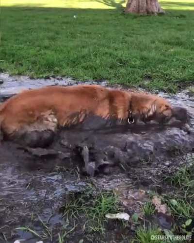 Ah the dirty blonde retriever.. the goodest & baddest breed of all retrievers.