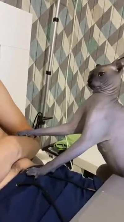 Leave me alone bald cat!