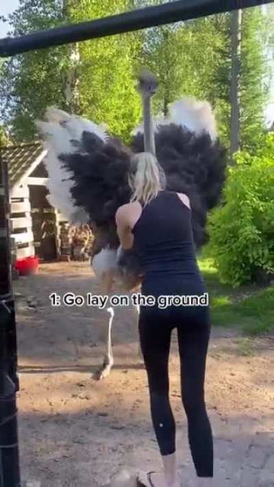 Don’t run away from an attacking ostrich