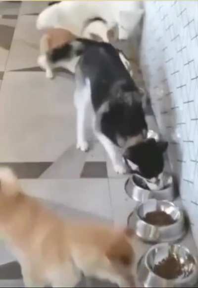 Moonmoon gets all the food