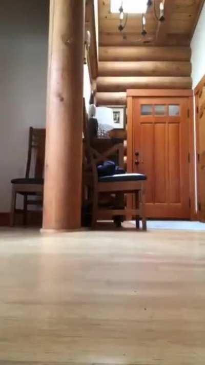 Catch me if you can!