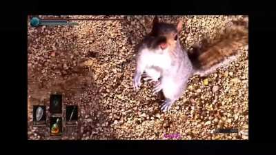 Squirrel