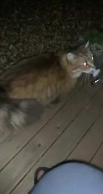 Our typically grumpy cat was feeling surprisingly friendly last night, I should’ve known.