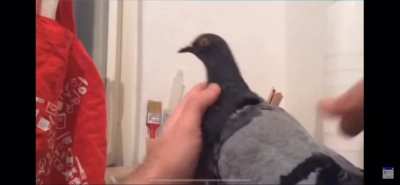 Pigeon :D