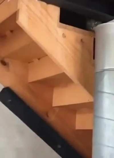 Cats reaction to new puppy in house