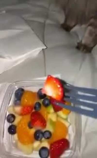 Cat vs fruit