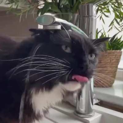 Getting a drink