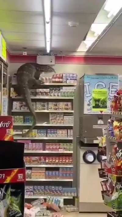 a lagartixa só queria um doce :/