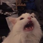 the beatings will continue until meowrale improves