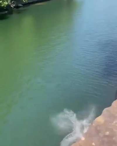 HMF while I jump in the water