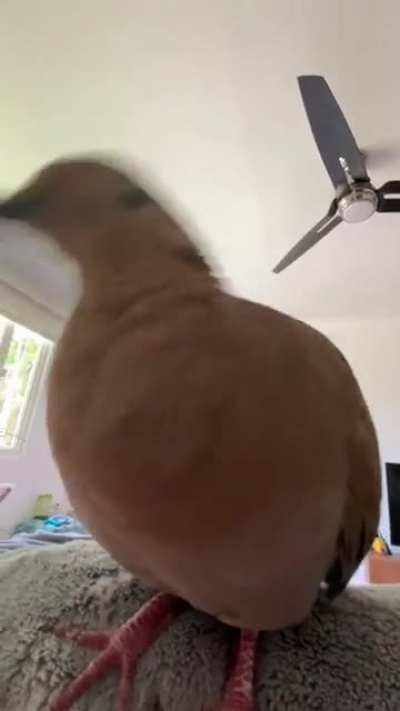Yummy camera