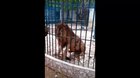 Zoo Says Goodbye