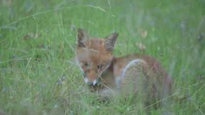 I often see foxes in my area but yesterday was extra cute when this little one decided to take a nap in front of me!