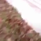 Angry cat yelling