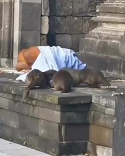 Otters messing with a homeless person