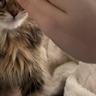 if you give a kitten a finger