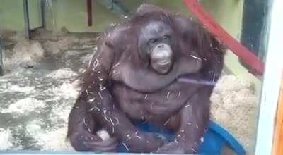 Monke Fall