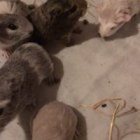 They’re getting so big! Currently teaching them to climb my hand when they want to go home 8/15 have learned to so far while!