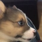 Smol Chomps