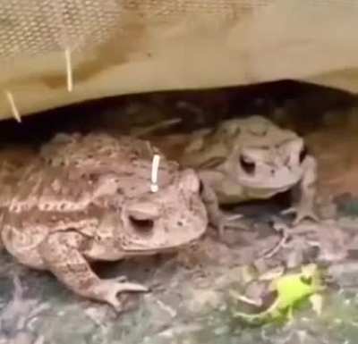 3 frogs