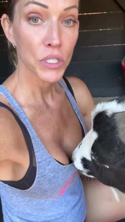 Naughty goat